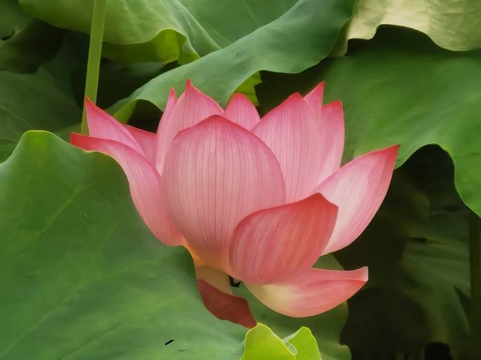 曲江小坑鎮(zhèn)古村賞蓮正當(dāng)時(shí)！